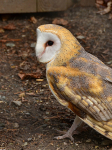 Barn Owl