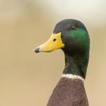 Mallard SD2546