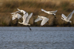 Six Spoonbills taking off from the lagoon