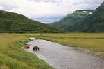 Brown Bears crossing Johnson River, Lake Clark NP, Alaska