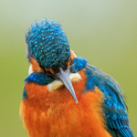 Kingfisher (male) close-up, Scotland