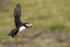 PUFFIN, ISLE OF MULL