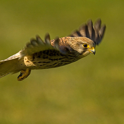 Kestrel Flying