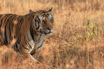 Male Bengal Tiger in grass, Panna Reserve, Madhyra Pradesh, India