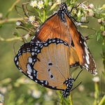 Plain tiger (Danaus chrysippus)