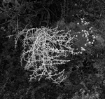 TUMBLEWEED, CANYON LANDS NP - UTAH