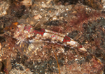 Callionymus reticulatus