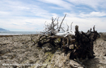 NZ007: Dead Tree