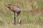 Sandhill Crane checking eggs, Viera Wetlands, Florida