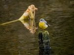 Grey Wagtail