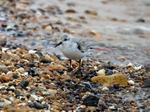 Sanderling
