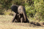 Elephant Calf