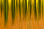 Into the Forest