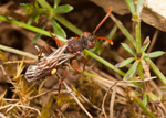 Nomada hirtipes (f)