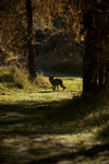 RED FOX