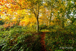 Backlit Autumn Woodland