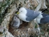 Kittiwakes