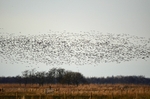 Pink-footed Geese