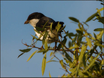 Long tailed fiscal