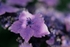 Hydrangea Serrata Blu1EA0