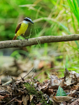 Great Kiskadee with nest material, Manuel Antonio, Costa Rica