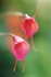 Orchid