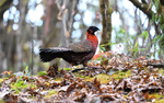 Satyr Tragopan