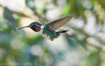 White- Bellied Woodstar male