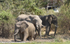 Elephants just in front of our tent