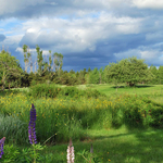 The Vibrance of Springtime