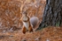 Cheeky Red Squirrel       ref 115A8056