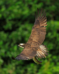 Rothiemurchus Osprey (blue DF) flying with fish