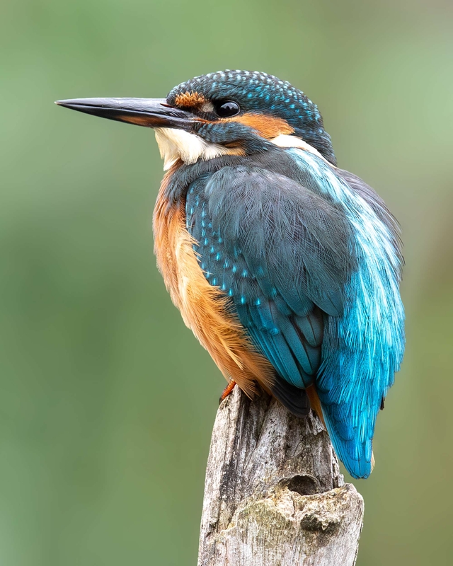 Common Kingfisher - Big Pool Wood - North Wales