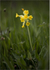 Cowslip