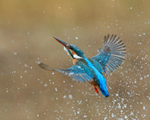 Kingfisher (female) takes off, Scotland