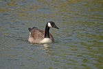 Canada Goose