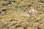 Vicunas turning on the run, near Salar de Talar, Atacama Desert, Chile