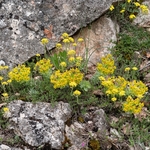 Broad-leaved Glaucous Spurge (Euphorbia myrsinities)