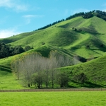 OD'ing on green