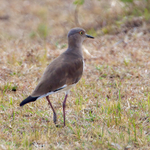 Black-winged Lapwing portfolio