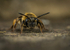 Andrena bucephala (f)