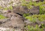 Gadwall