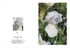 501 White Iris - in Sympathy