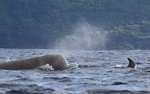 Northern bottlenose whales