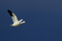Snow Goose flying, dark sky, Bosque del Apache, New Mexico