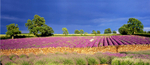 Somerset Lavender EDC076