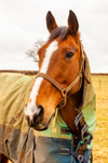 Horse_2031