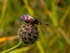 Six-Spot Burnet