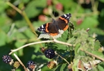 Red Admiral
