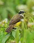 Social Flycatcher feeding, Gamboa, Panama